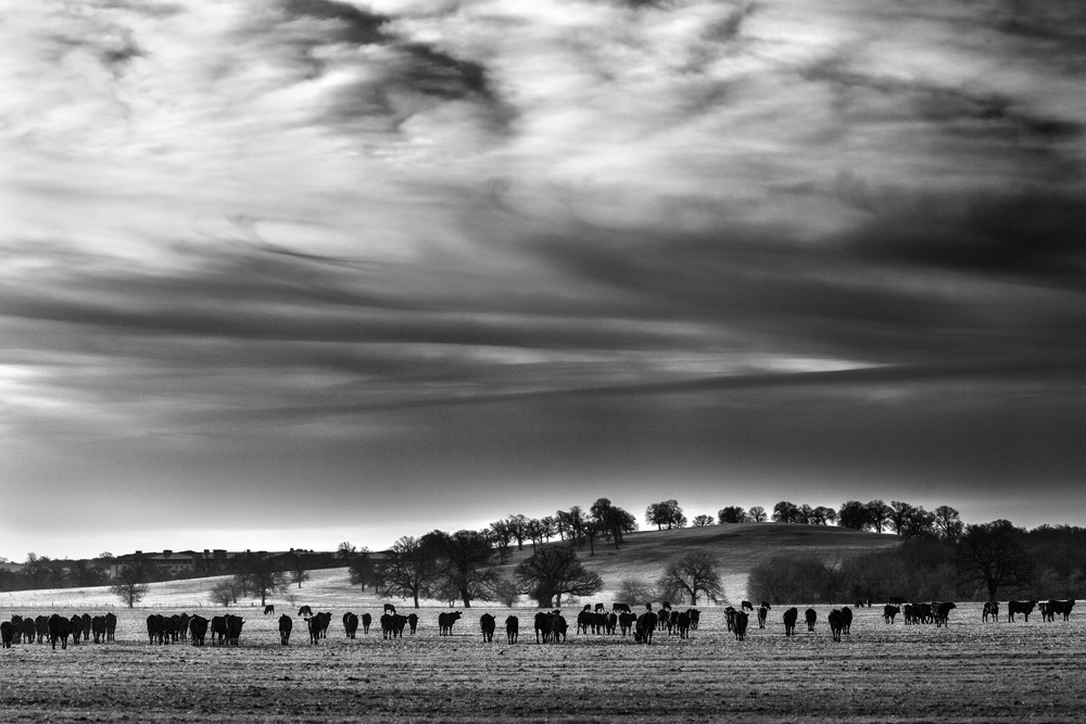 The Herd - Example of simple black and white photography