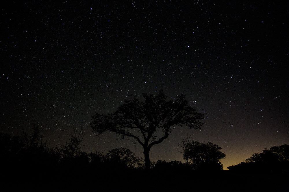 Night-Tree
